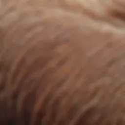 Close-up of hair follicles under microscope