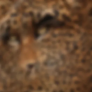 Intricate Leopard Print Textile A close-up of a leopard-print textile showcasing intricate patterns.