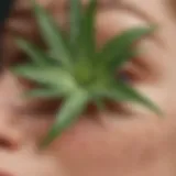 Close-up of a gel-based moisturizer with fresh aloe vera leaves