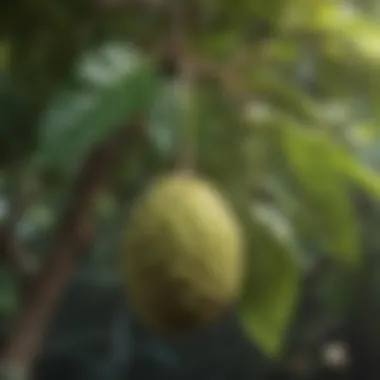 Fresh noni fruit hanging on a tree