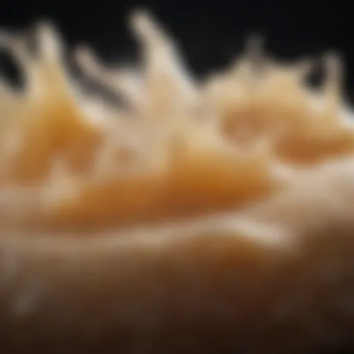 Close-up of natural shampoo ingredients