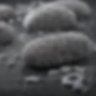 Close-up of shampoo ingredients that benefit gray hair